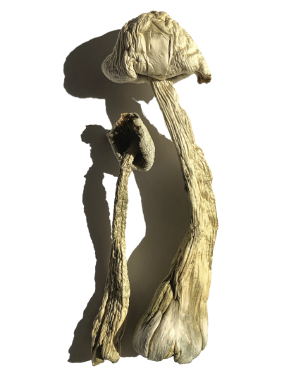 Buy Moby Dick Magic Mushrooms